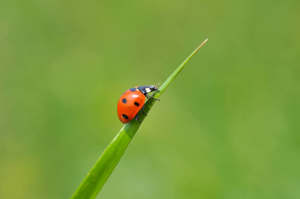 istock Ladybird sitting on grass in the meadow. 816404226