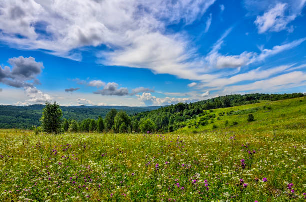 Summer landscape of flowering meadows with pink, white, blue and yellow flowers, medicinal and melliferous plants on a background of hills forests covered and blue sky with clouds