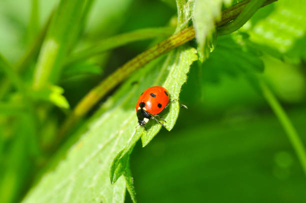 istock Ladybird sitting on grass in the meadow. 816405676