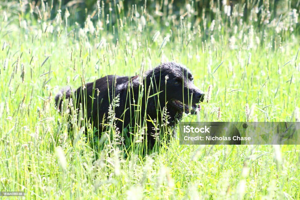 Chow Mix Agricultural Field Stock Photo