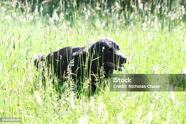 Chow Mix Stock Photo - Download Image Now - Agricultural Field, Alertness, Animal