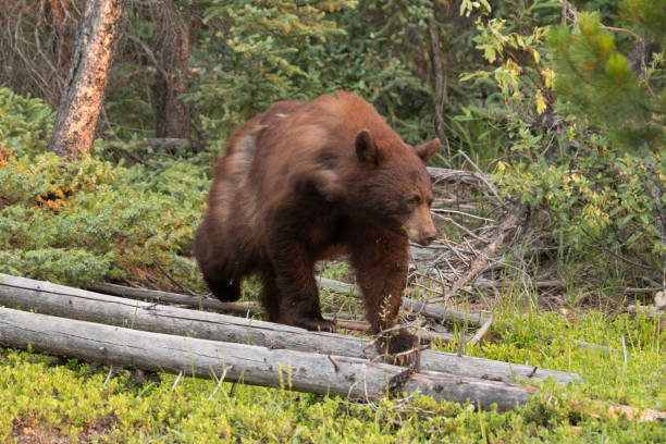 istock Cinnamon black bear walks forest Jasper National Park Alberta 816408584