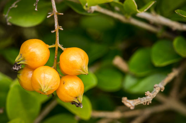 istock Yellow berries hanging on a tree branch 816408616