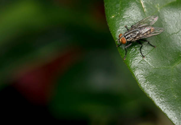 istock Gold and black fly resting on a green leaf 816408994
