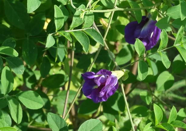 istock Beautiful Purple Butterfly Pea Flowers on Vine 816420692