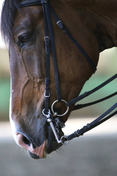 istock Hyper closeup of beautiful young racehorse 816421058