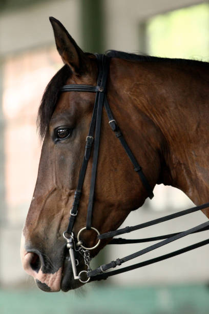 istock Young saddle horse under training canter in riding hall 816421082