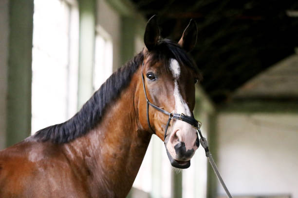 istock Thoroughbred racehorse posing for camera in empty riding hall 816421090