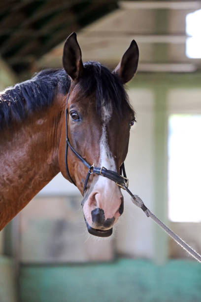 istock Young saddle horse under training canter in riding hall 816421096
