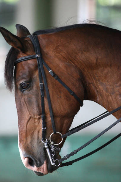 istock Young saddle horse under training canter in riding hall 816421110