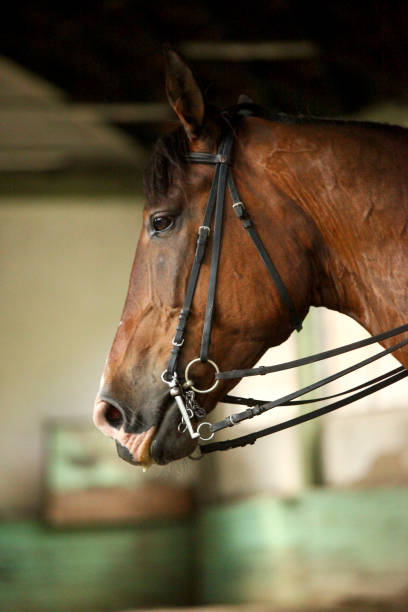 istock Young saddle horse under training canter in riding hall 816421118