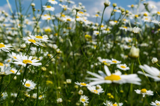 istock Beautiful chamomile flowers close-up 816446344