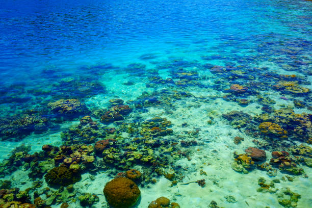 Fantastic and dynamic underwater schools of fish dancing in the blue sea