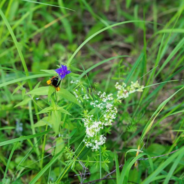 夏の花から蜜を集めるマルハナバチ草の葉の自然な緑の背景。季節、生態学、健康、緑の惑星の概念グリーン薬局 - マサチューセッツ州 グリーンフィールド ストックフォトと画像