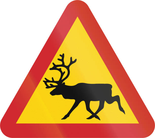 istock Road sign used in Sweden - Reindeer 816466700