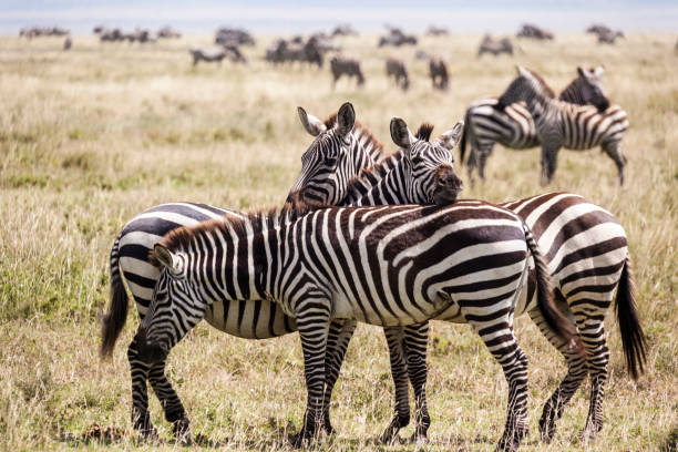 istock Herd of Zebras 816474060