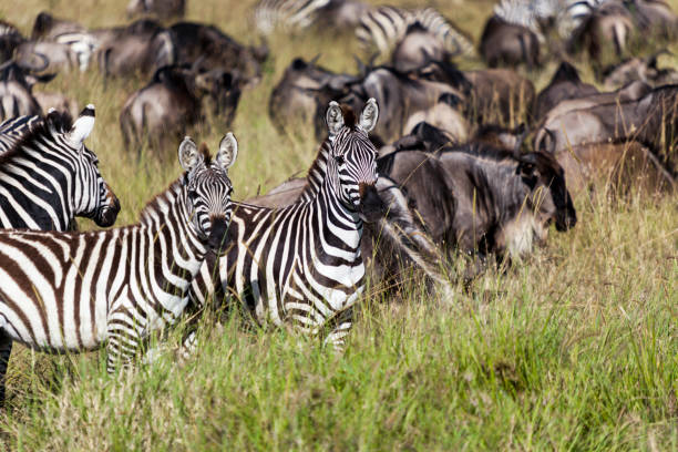 istock Zebras on grassland  -  Tanzania Safari 816490532