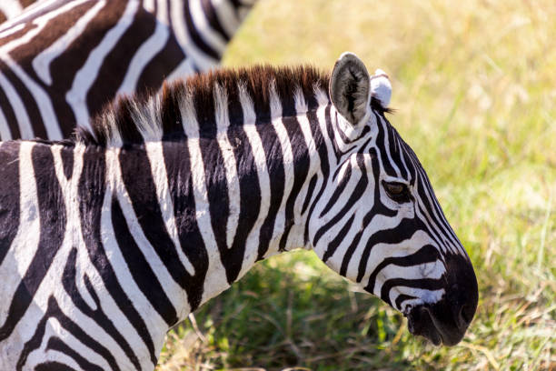 istock Zebras on grassland  -  Tanzania Safari 816492876