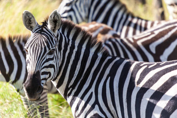 istock Zebras on grassland  -  Tanzania Safari 816492902