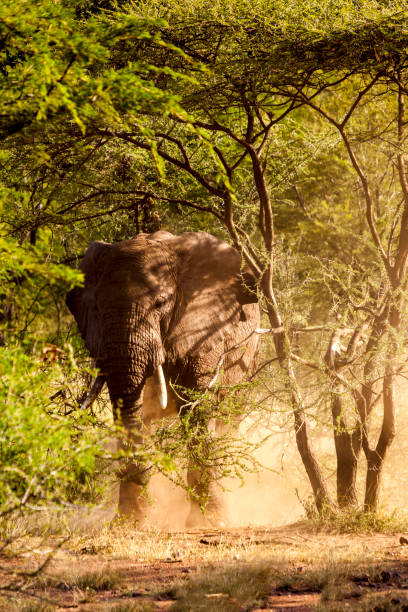 istock Wild elephant in  Tanzania Africa 816493326