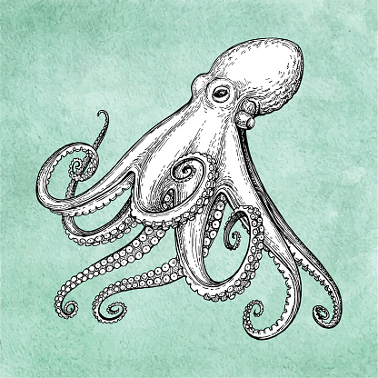 Octopus ink sketch on old paper background. Hand drawn vector illustration. Retro style.