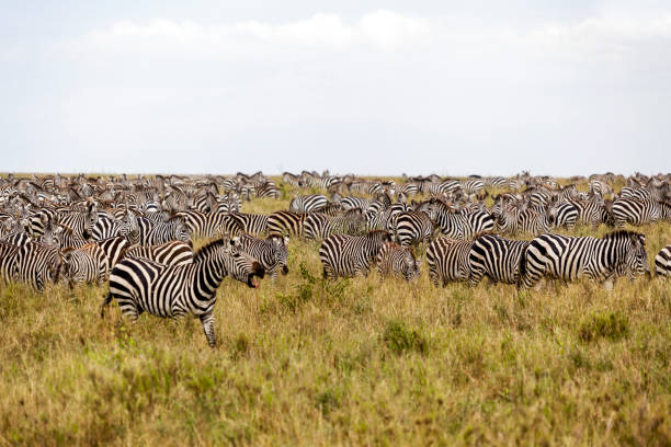istock Herd of Zebras 816502526
