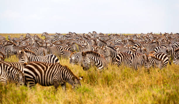 istock Herd of Zebras 816502538