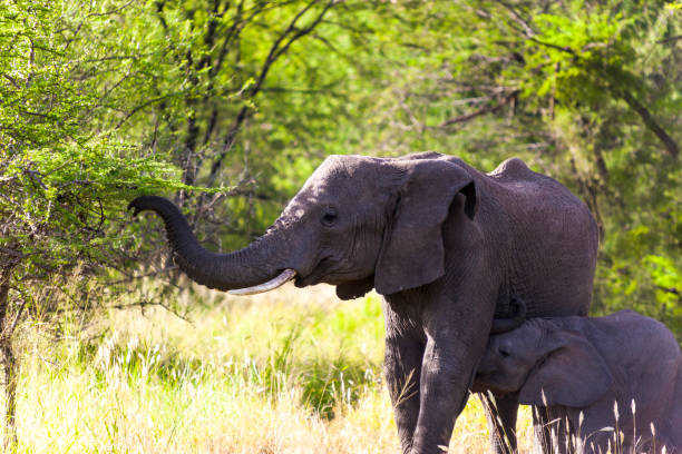 istock Wild elephant in  Tanzania Africa 816508722