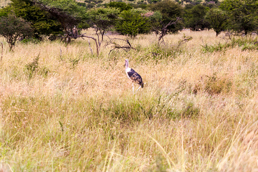 Marabou Stork (Leptoptilos crumeniferus)  in the wild   Tanzania  Africa