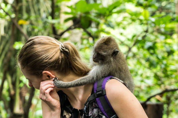 istock Woman interacting with a monkey in Bali, Indonesia 816511268