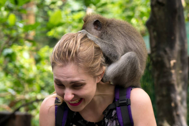 istock Woman interacting with a monkey in Bali, Indonesia 816511270