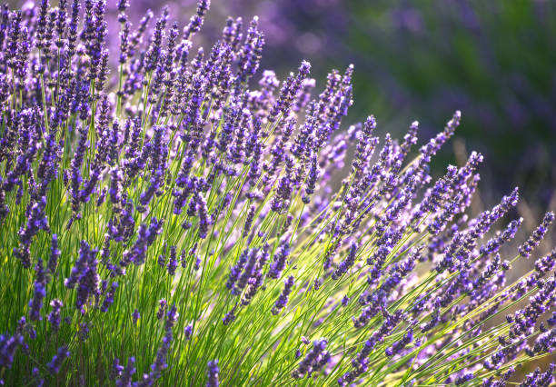 ラベンダー色の花 11 - agriculture beauty in nature flower clear sky ストックフォトと画像