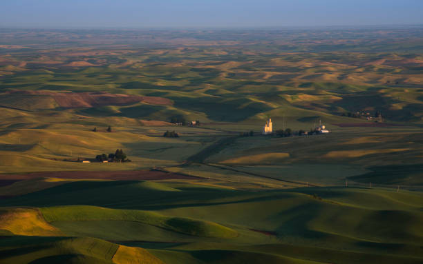 istock Crop field in the morning, Palouse hill 816518496