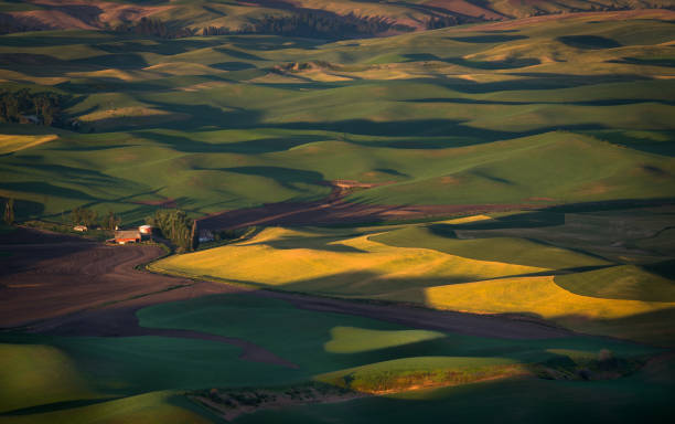 istock Crop field in the morning, Palouse hill 816518500