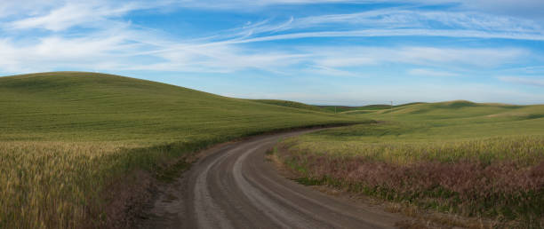 istock Wheat field in the Palouse, WA 816518612