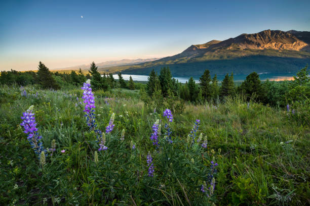 deux medicine lake - landscape montana wildflower flower photos et images de collection