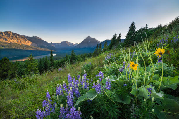 deux medicine lake - landscape montana wildflower flower photos et images de collection