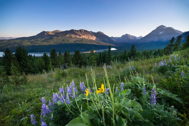 два медицинских озера - landscape montana wildflower flower стоковые фото и изображения