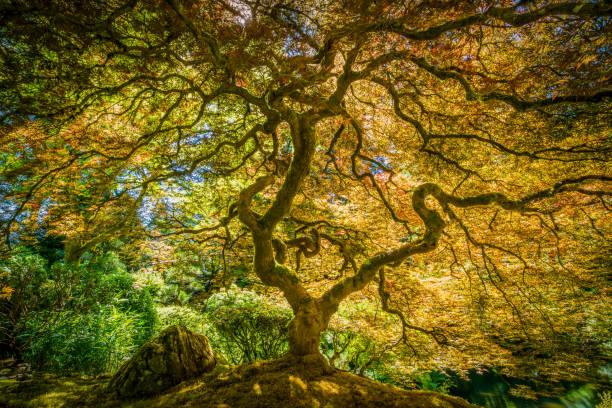 Japanese Maple Tree Summer, Japanese Garden, Portland - Oregon, USA, Japanese Maple canopy photos stock pictures, royalty-free photos & images
