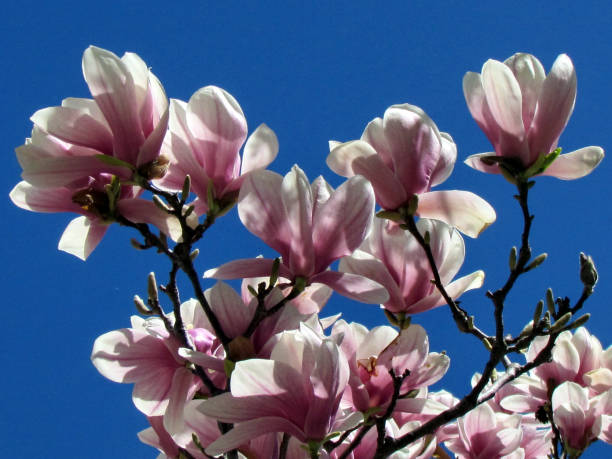 istock Thornhill magnolia blossom 2013 816522922