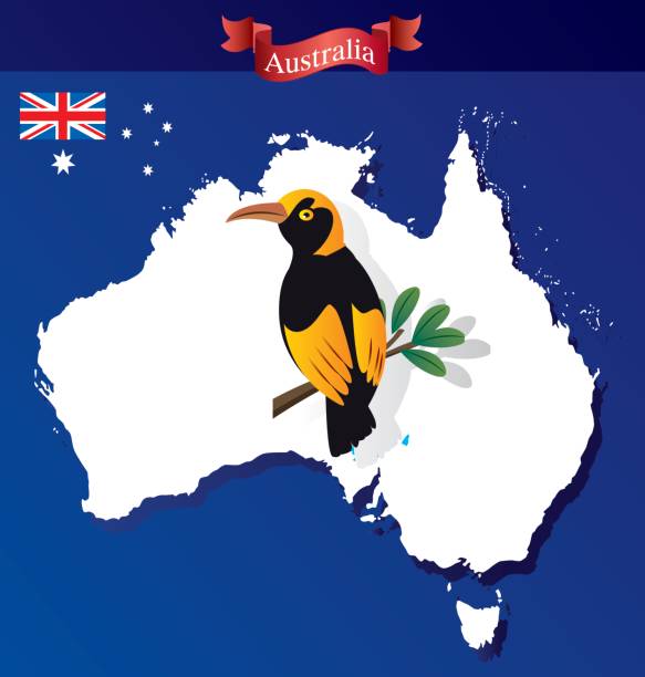 австралия и регент бауэрберд - newcastle stock illustrations
