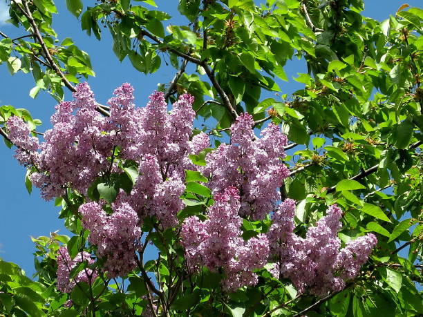 Thornhill Purple Lilacs 2008