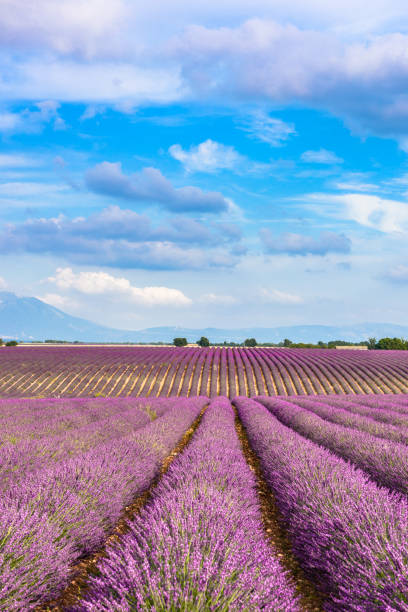 Valensole -Lavender fields Valensole -Lavender fields plateau de valensole stock pictures, royalty-free photos & images