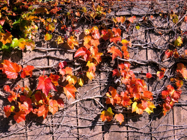 istock Thornhill red leaves on a fence 2016 816535548