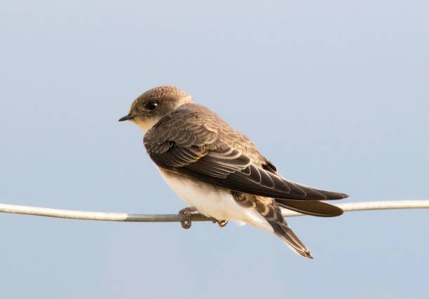 istock sand martin bird perched on wire close up cute 816540648