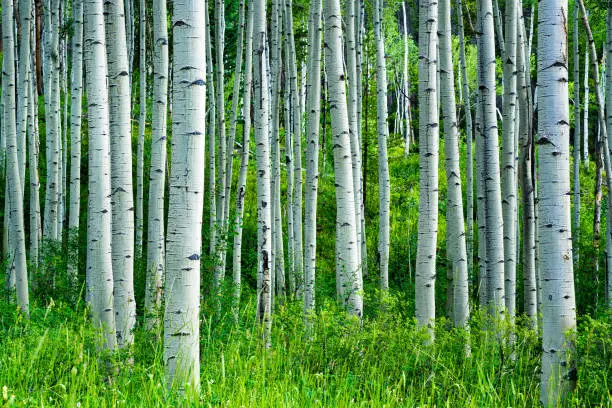 Aspen Trees Summer Forest - Peaceful meadow with lush green foliage and aspen trees.