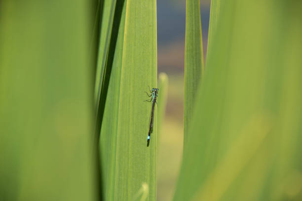 Damselfly Damselfly in amongst the reeds Hever Castle stock pictures, royalty-free photos & images