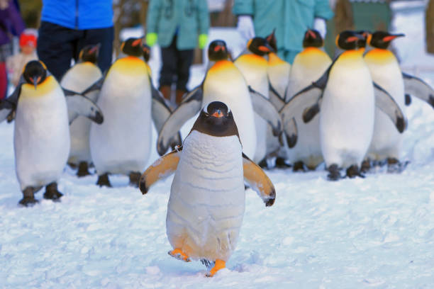 Penguin parade stock photo