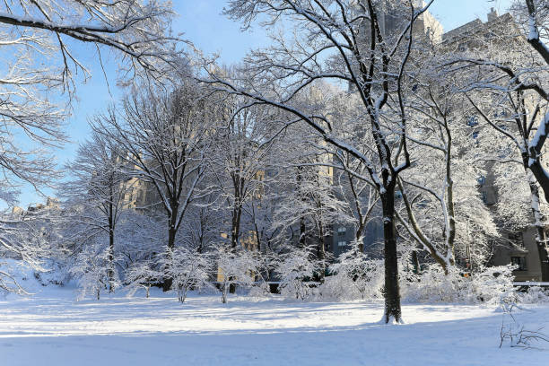 parque central de nevadas - winter scape fotografías e imágenes de stock