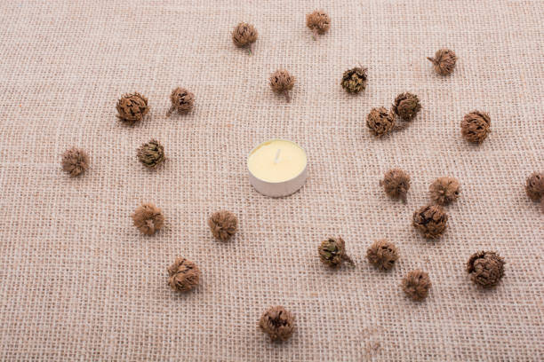 istock Plant pods, capsules with a candle in middle 816575840